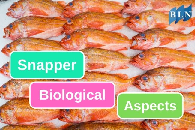 Snappers Biological Aspects